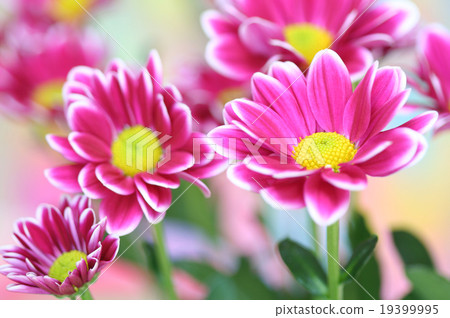 chrysanthemum chrysanthemum 19399995