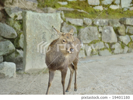 Miyajima deer Miyajima deer 19401180