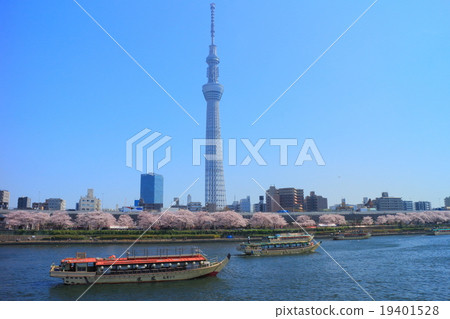 天空樹和櫻花在隅田公園 19401528