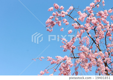 Image of spring _ blue sky and double cherry trees Image of spring _ blue sky and double cherry trees 19401851