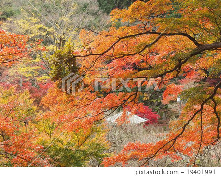 Atami Meizon Momiji Festival 19401991