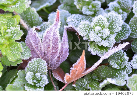 磨砂的葉子 19402073