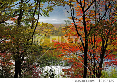 秋天的樹葉 秋天的樹葉 19402489