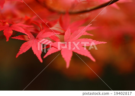 Natural plants Ilohamomidge, vivid vermillion autumn leaves Natural plants Ilohamomidge, vivid vermillion autumn leaves 19402817