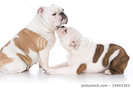 bulldog mother and daughter bulldog mother and daughter 19403363