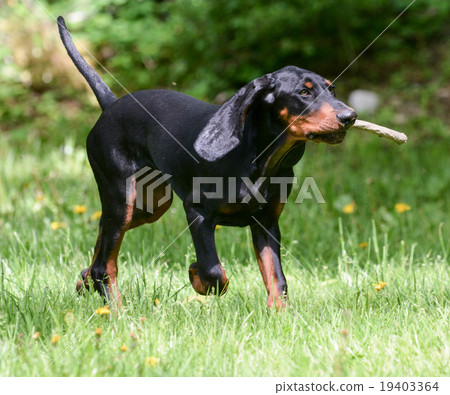 dog playing fetch dog playing fetch 19403364
