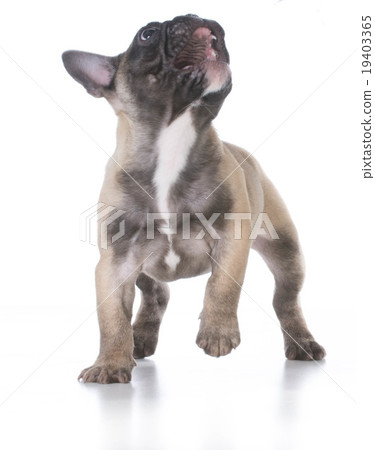 naughty puppy naughty puppy 19403365