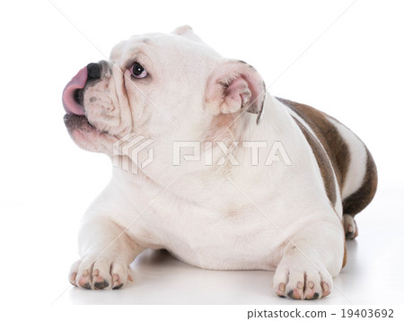 dog licking lips dog licking lips 19403692