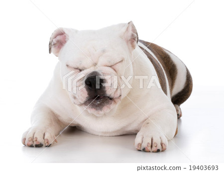 dog laughing dog laughing 19403693