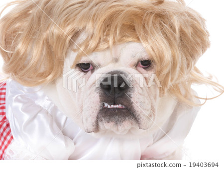 female dog female dog 19403694