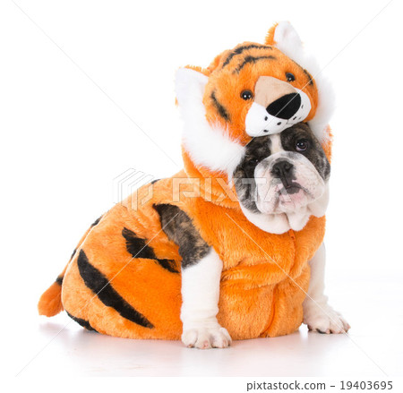dog wearing tiger costume dog wearing tiger costume 19403695