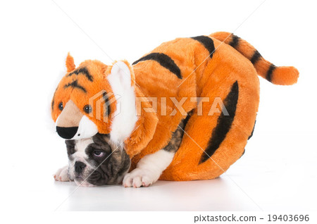 dog wearing tiger costume dog wearing tiger costume 19403696