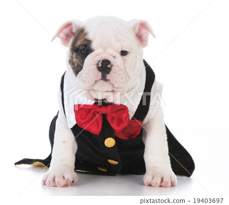 male puppy male puppy 19403697
