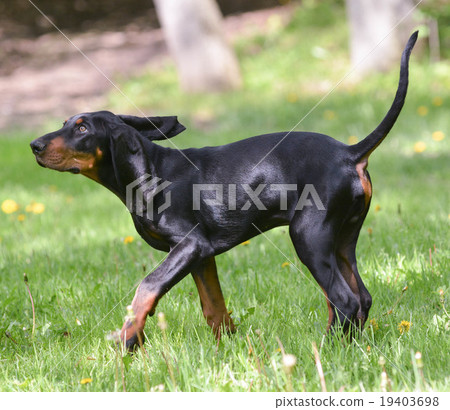 dog walking dog walking 19403698