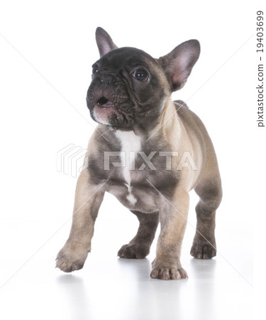 cute puppy cute puppy 19403699