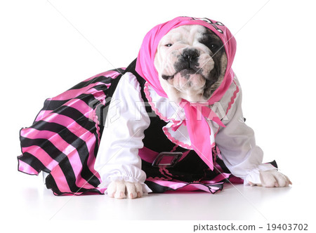 pirate puppy pirate puppy 19403702