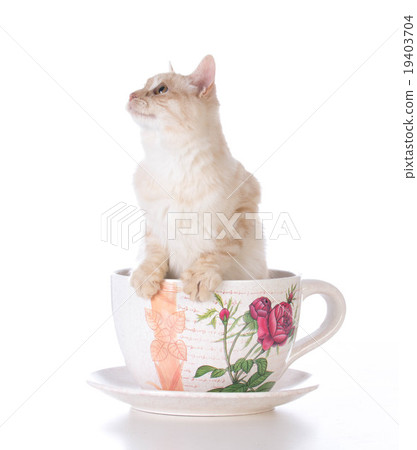 kitten in a teacup 19403704