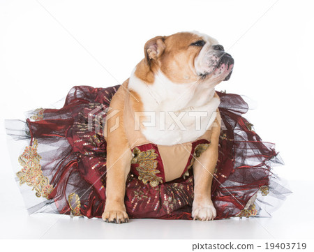 dancing dog 19403719