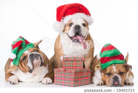 christmas dogs christmas dogs 19403723