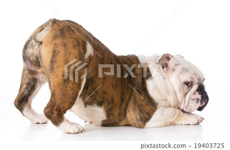 dog with bum up 19403725
