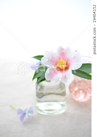 在瓶插入的山茶花花 在瓶插入的山茶花花 19404152