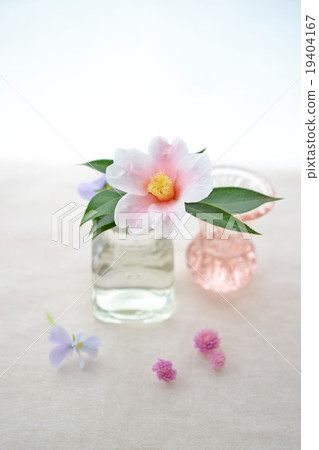Camellia flower inserted in a bottle Camellia flower inserted in a bottle 19404167
