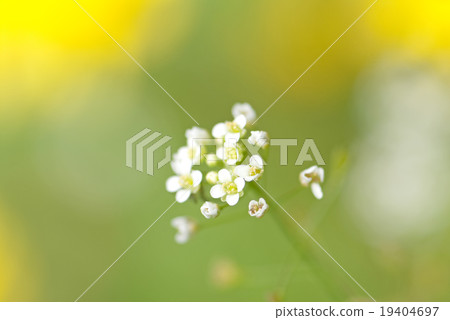 Nazuna azuna 19404697