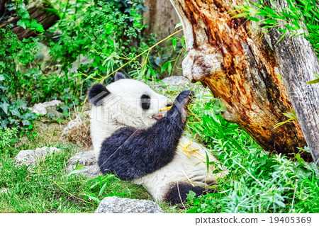 Cute bear panda actively chew a green bamboo . 19405369
