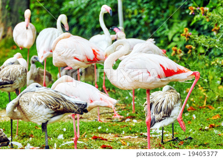 Flock of the Pink flamingo in nature  19405377