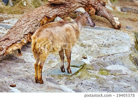 Single ram in their natural habitat in the wild . Single ram in their natural habitat in the wild . 19405378