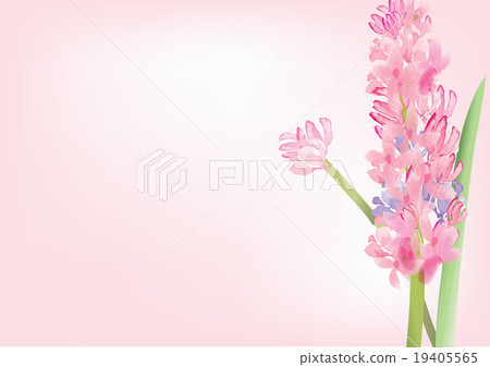 Hyacinth pink flowers on white background,vector Hyacinth pink flowers on white background,vector 19405565