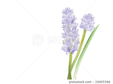 Hyacinth blue flowers on white background,vector Hyacinth blue flowers on white background,vector 19405566