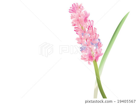 Hyacinth  pink flowers on white background,vector  19405567
