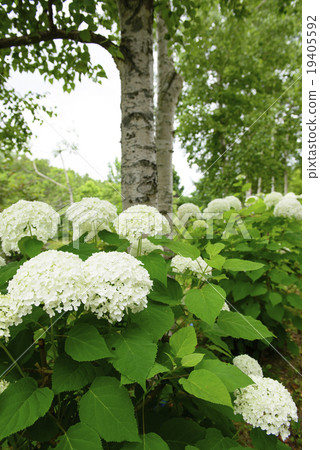 繡球花'安娜貝爾' 19405592