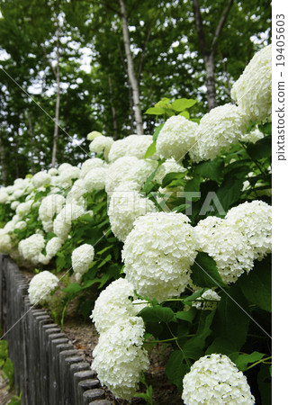 Hydrangea 'Annabelle' 19405603