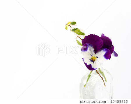三色堇在一個玻璃瓶中 三色堇在一個玻璃瓶中 19405815