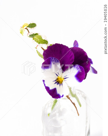 三色堇在一個玻璃瓶中 三色堇在一個玻璃瓶中 19405816