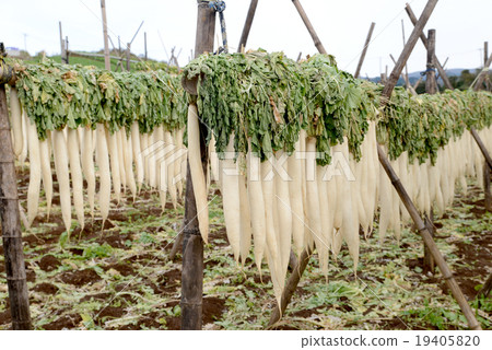 幹蘿蔔 幹蘿蔔 19405820