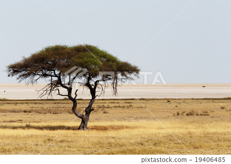 Large Acacia tree in the open savanna plains 19406485