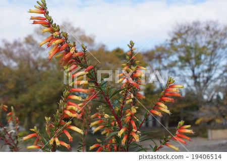 Cuphea Melvira Tubular Saki 19406514