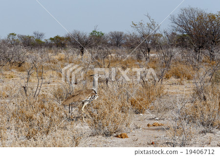Kori Bustard in african bush Kori Bustard in african bush 19406712