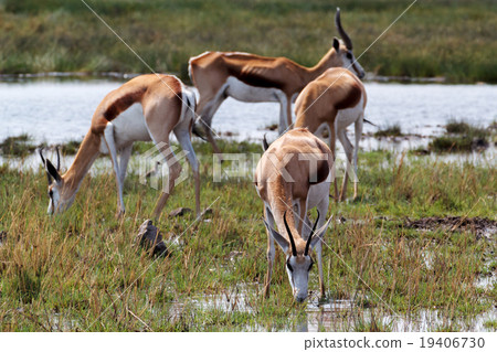 herd of springbok on waterhole herd of springbok on waterhole 19406730
