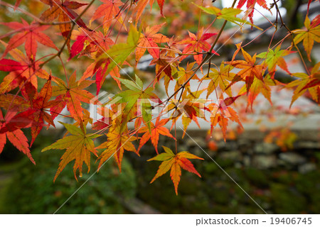 Close-up photographs of autumnal leaves on approach road, Kensenanan Ichinomiji, Kyotanabe-shi, Kyoto fu Close-up photographs of autumnal leaves on approach road, Kensenanan Ichinomiji, Kyotanabe-shi, Kyoto fu 19406745