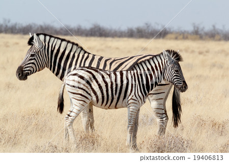 Zebra foal with mother in african bush 19406813