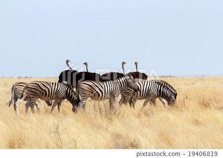 herd of Zebra and ostrich in african bush 19406819