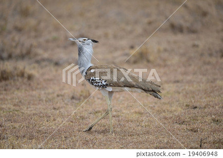 Nogan Nogan 19406948