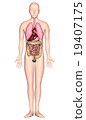 人體解剖圖ver 2（無內臟/ X射線） 19407175