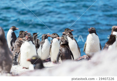 Rockhopper 19407226