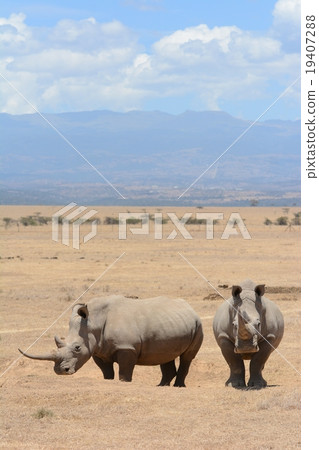 White rhino White rhino 19407288