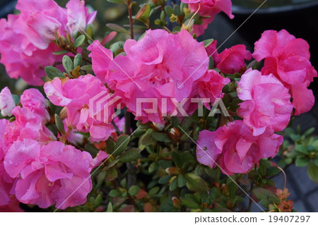 杜鵑花 19407297